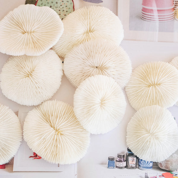 Premium Decor Mushroom Coral - Fungia